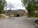 Mini Zoo, Hotel «Perlyna Karpat»