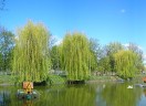 Pond, Health Resort / Sanatorium «Berezovy Gai»